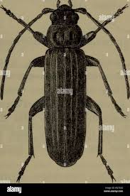 Attēlu rezultāti vaicājumam “Criocephalus rusticus”