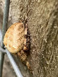 Attēlu rezultāti vaicājumam “Araneus diadematus eggs”