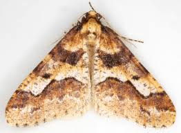 Attēlu rezultāti vaicājumam “Erannis defoliaria imago”