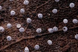 Attēlu rezultāti vaicājumam “Craterium leucocephalum stalked”