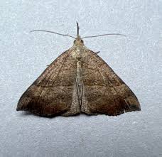 Attēlu rezultāti vaicājumam “Hypena proboscidalis”