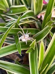 Attēlu rezultāti vaicājumam “Pisaura mirabilis female”