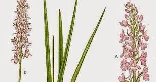 Attēlu rezultāti vaicājumam “Gymnadenia conopsea”