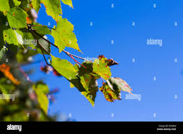 Attēlu rezultāti vaicājumam “Acer tataricum subsp. ginnala leaf”