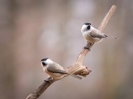 Attēlu rezultāti vaicājumam “Poecile palustris adult”