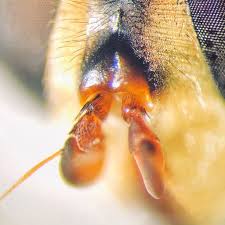 Attēlu rezultāti vaicājumam “Helophilus sp.”