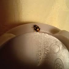 Attēlu rezultāti vaicājumam “Coccinella hieroglyphica”