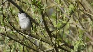 Attēlu rezultāti vaicājumam “Sylvia atricapilla male”