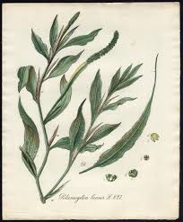 Attēlu rezultāti vaicājumam “Potamogeton lucens”