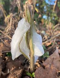 Attēlu rezultāti vaicājumam “Frost Flowers”