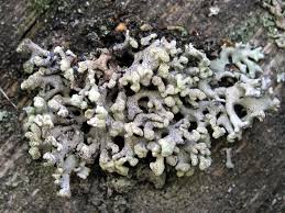 Attēlu rezultāti vaicājumam “Hypogymnia tubulosa”