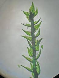 Attēlu rezultāti vaicājumam “Hygroamblystegium tenax”