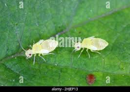 Attēlu rezultāti vaicājumam “Psocoptera”