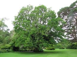 Attēlu rezultāti vaicājumam “Pterocarya fraxinifolia”