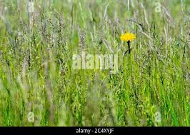Attēlu rezultāti vaicājumam “Hieracium vulgatum bud”