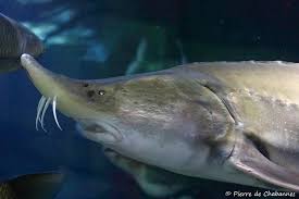 Image result for Acipenser