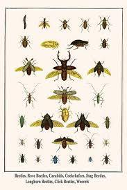 Attēlu rezultāti vaicājumam “Staphylinidae”