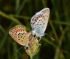 Attēlu rezultāti vaicājumam “Plebejus argus / Plebejus idas”