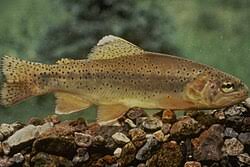 Image result for Oncorhynchus