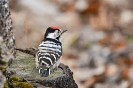 Attēlu rezultāti vaicājumam “Dendrocopos minor”