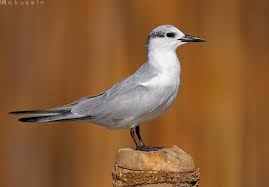 Attēlu rezultāti vaicājumam “Chlidonias hybrida”