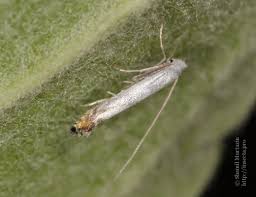 Attēlu rezultāti vaicājumam “Lyonetia prunifoliella”