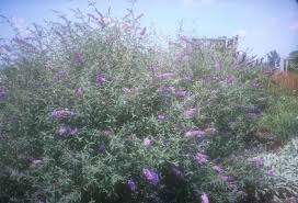 Image result for Buddleja davidii