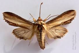 Attēlu rezultāti vaicājumam “Shargacucullia scrophulariae larva”