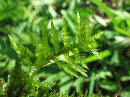 Attēlu rezultāti vaicājumam “Calliergonella cuspidata”