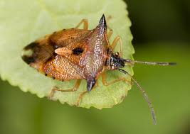 Attēlu rezultāti vaicājumam “Elasmucha ferrugata”
