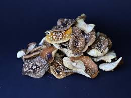 Attēlu rezultāti vaicājumam “Amanita regalis”