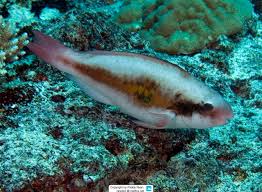 Image result for Scarus zelindae