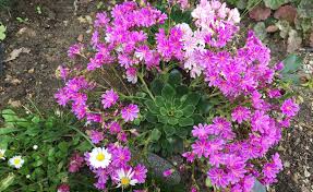 Image result for Bitterwurz