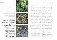 Attēlu rezultāti vaicājumam “Serpoleskea subtilis sporophyte”