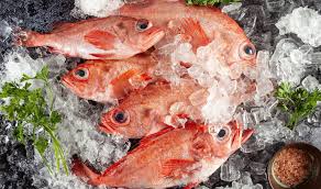 Image result for Sebastes fasciatus