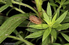 Attēlu rezultāti vaicājumam “Opiliones”