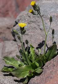 Attēlu rezultāti vaicājumam “Hieracium”