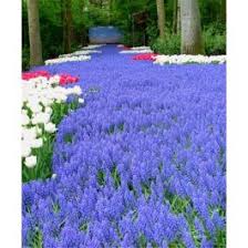 Attēlu rezultāti vaicājumam “Muscari armeniacum”