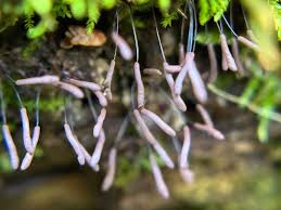 Attēlu rezultāti vaicājumam “Stemonitopsis typhina var. similis stalked”