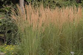 Attēlu rezultāti vaicājumam “Calamagrostis arundinacea”