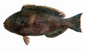 Image result for Calotomus carolinus