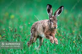 Attēlu rezultāti vaicājumam “Lepus europaeus adult”