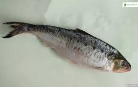 Image result for Alosa fallax