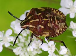 Attēlu rezultāti vaicājumam “Carpocoris sp.”