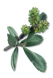 Attēlu rezultāti vaicājumam “Myrica gale fruit”