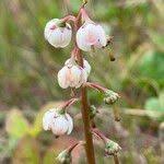 Attēlu rezultāti vaicājumam “Pyrola media”