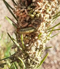 Attēlu rezultāti vaicājumam “Acantholyda posticalis”