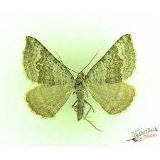 Attēlu rezultāti vaicājumam “Xanthorhoe montanata”