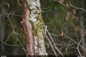 Attēlu rezultāti vaicājumam “Lycogala cf. oleocrystalliferum”
