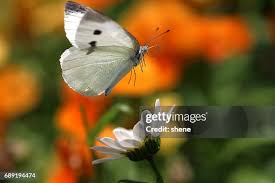 Attēlu rezultāti vaicājumam “Pieris rapae”